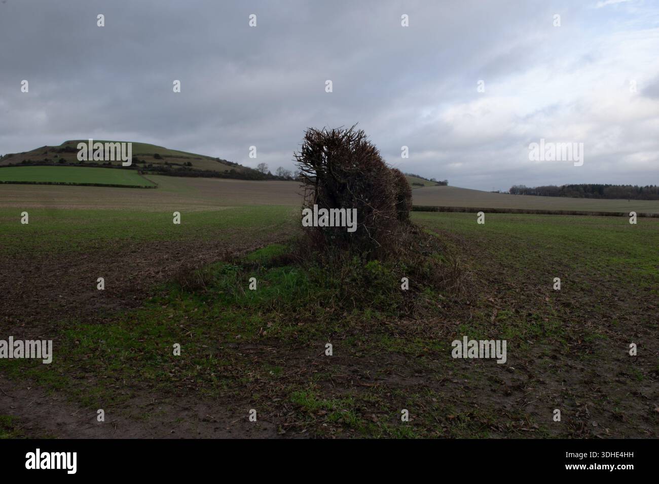 Cley Hill, Wiltshire, England Stockfoto