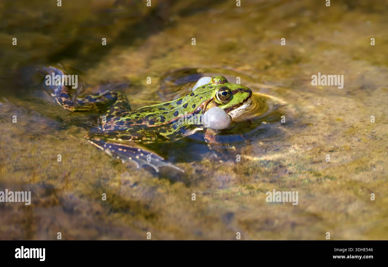 Ein Mann des Wasserfrosches (Pelophylax esculentus, Rana esculenta) mit Stimmsäcken Stockfoto