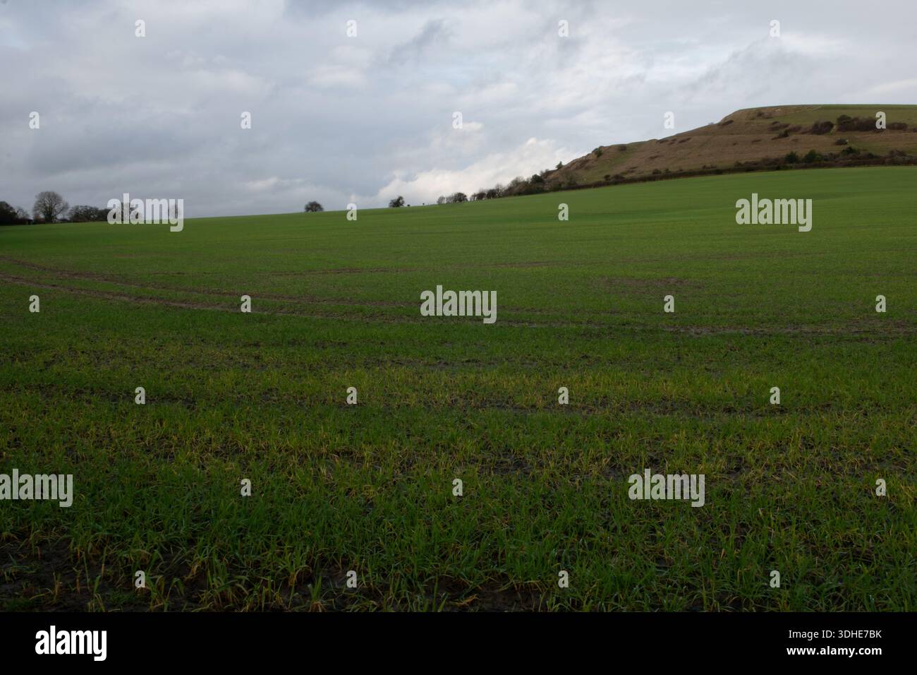 Cley Hill, Wiltshire, England Stockfoto