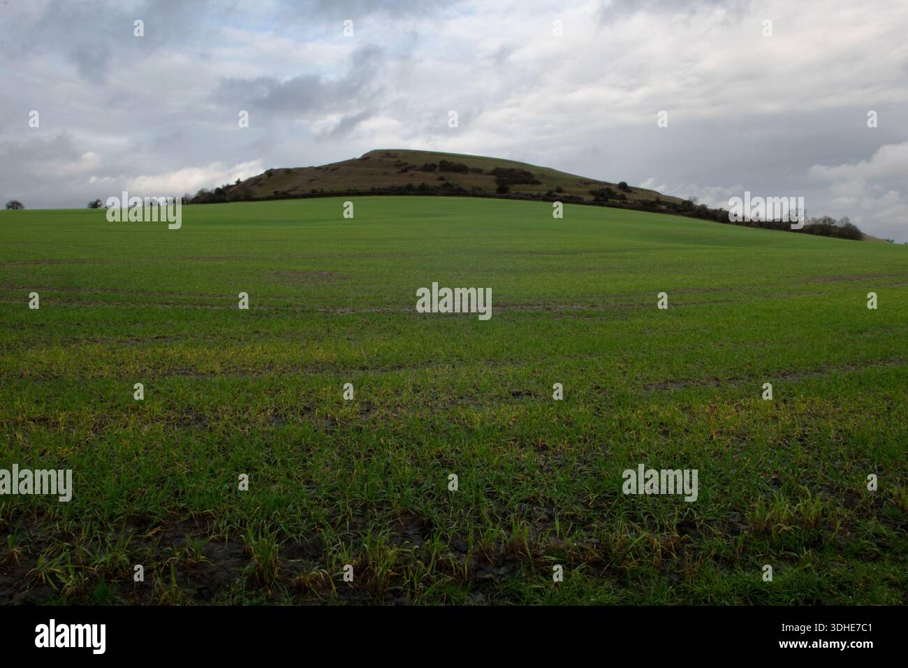 Cley Hill, Wiltshire, England Stockfoto