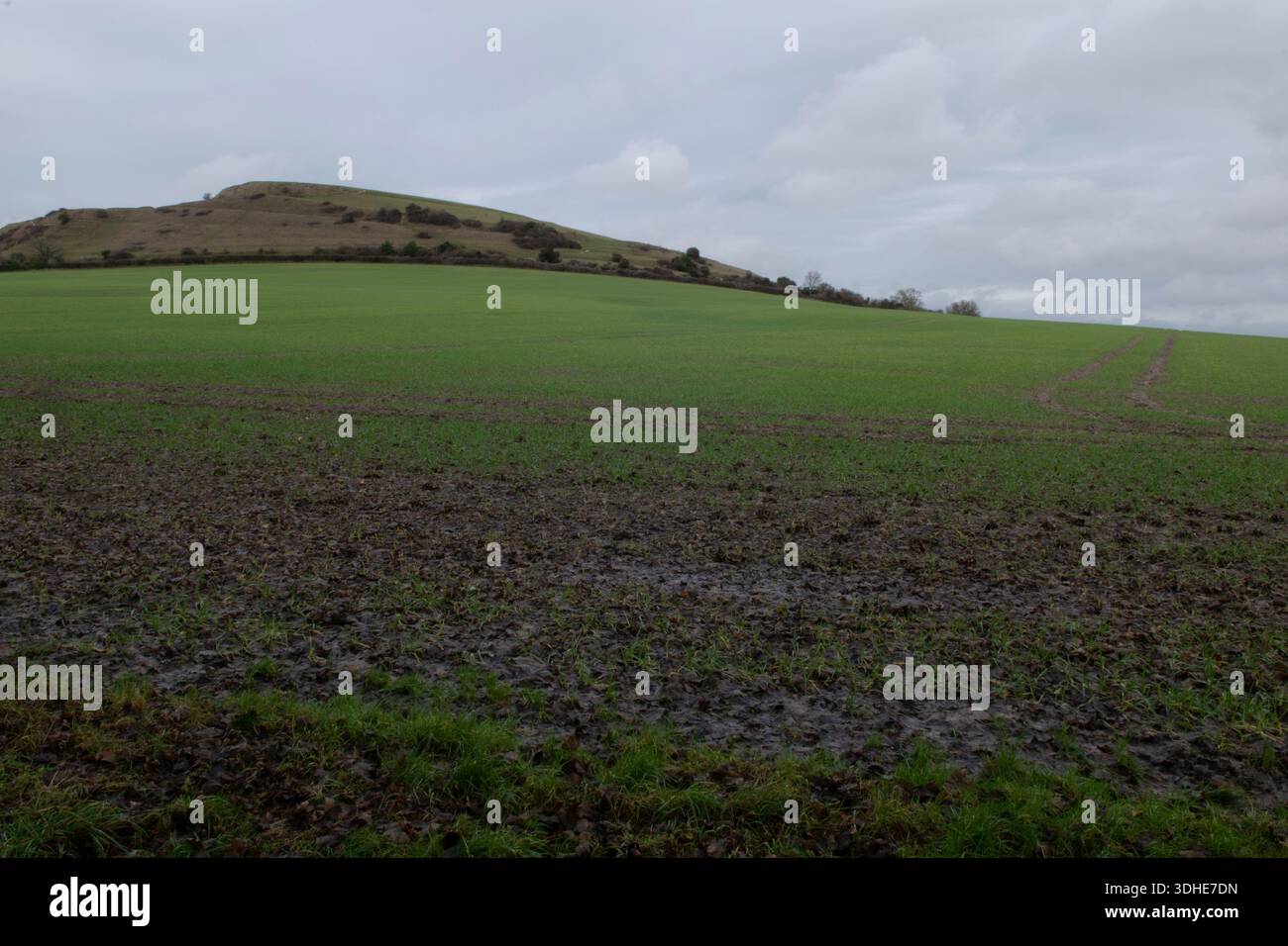 Cley Hill, Wiltshire, England Stockfoto