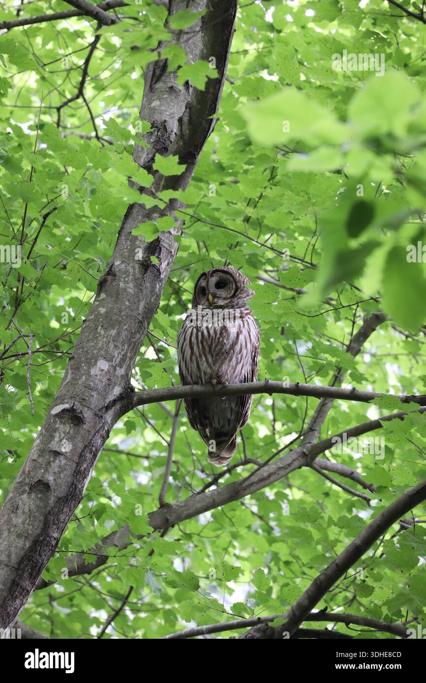 Barred Owl an Einem Bein Stockfoto