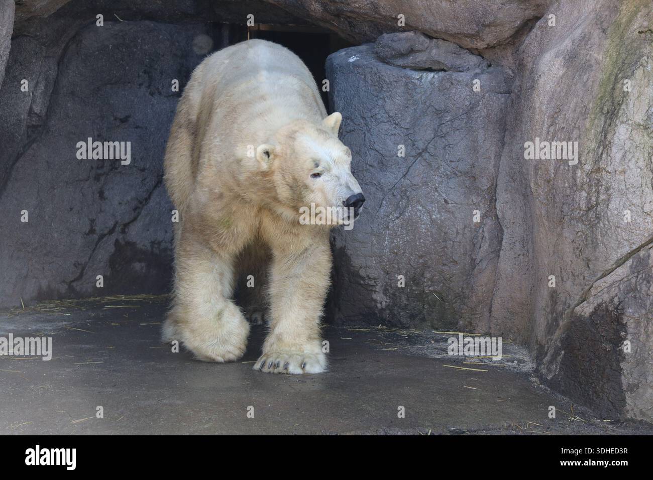 Männlicher Eisbär Für Erwachsene Stockfoto