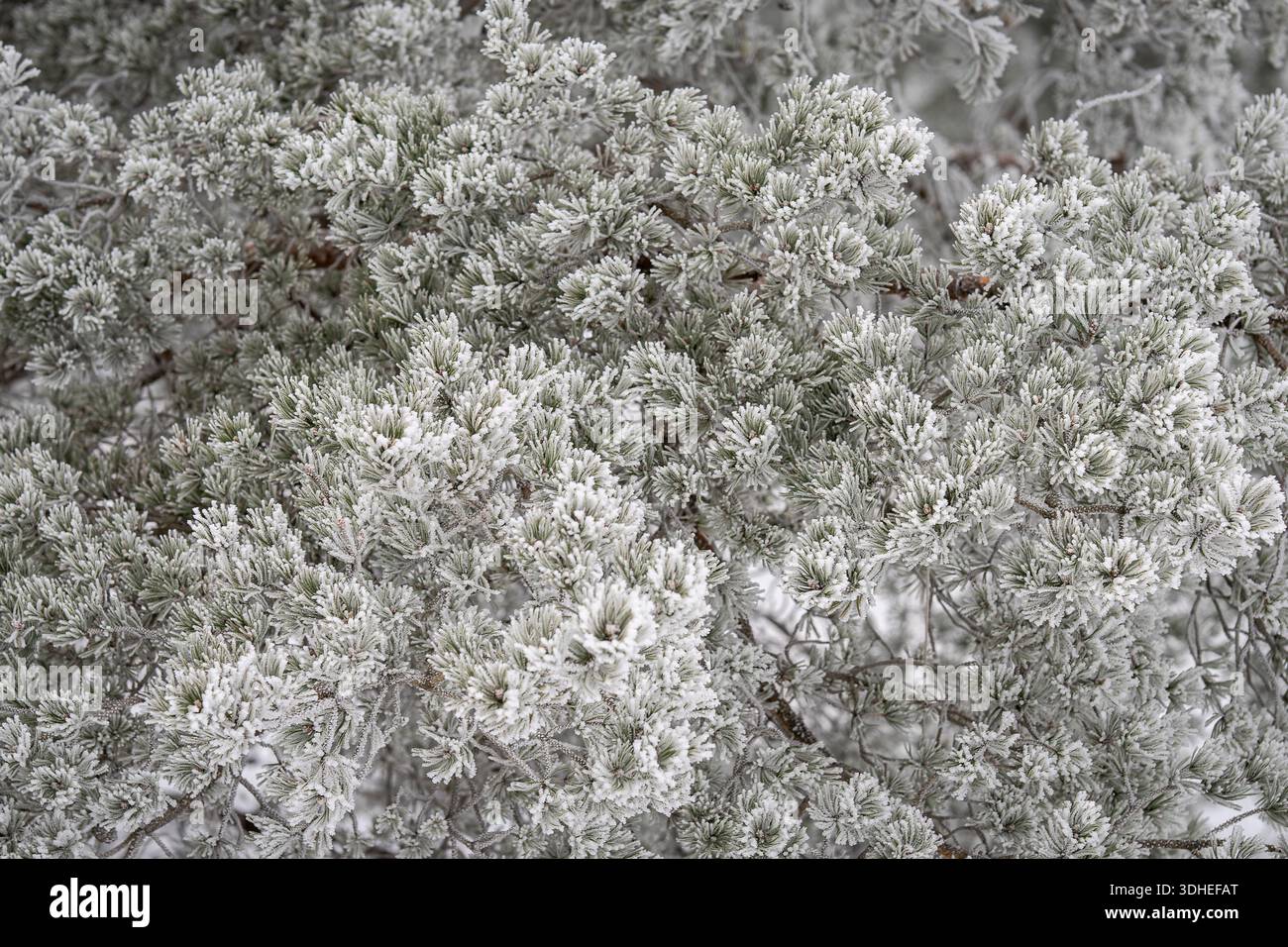 Frostbedeckte Kiefernzweige im Winter, die Nadeln der Kiefer bei kaltem Wetter zeigen. Winterliche Textur von mattierten Kiefernnadeln, natürlicher Hintergrund. Stockfoto