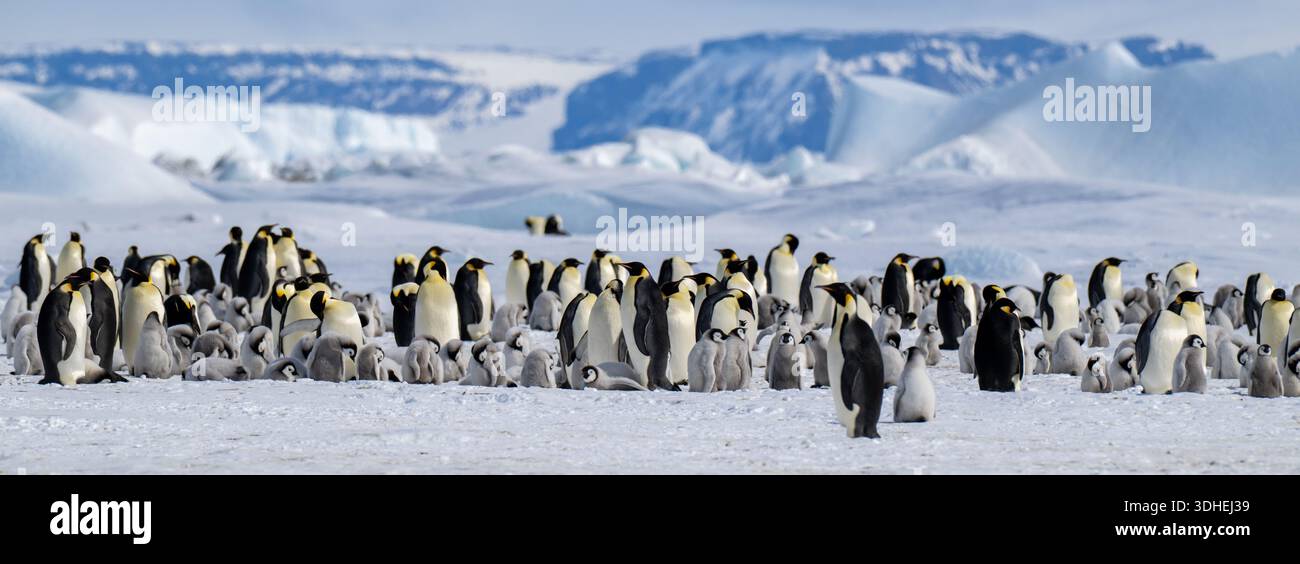 Antarktis, Weddell Sea, Snow Hill Island, Kaiserkolonie Pinguine. Reife Kaiserpinguine mit Küken. Stockfoto