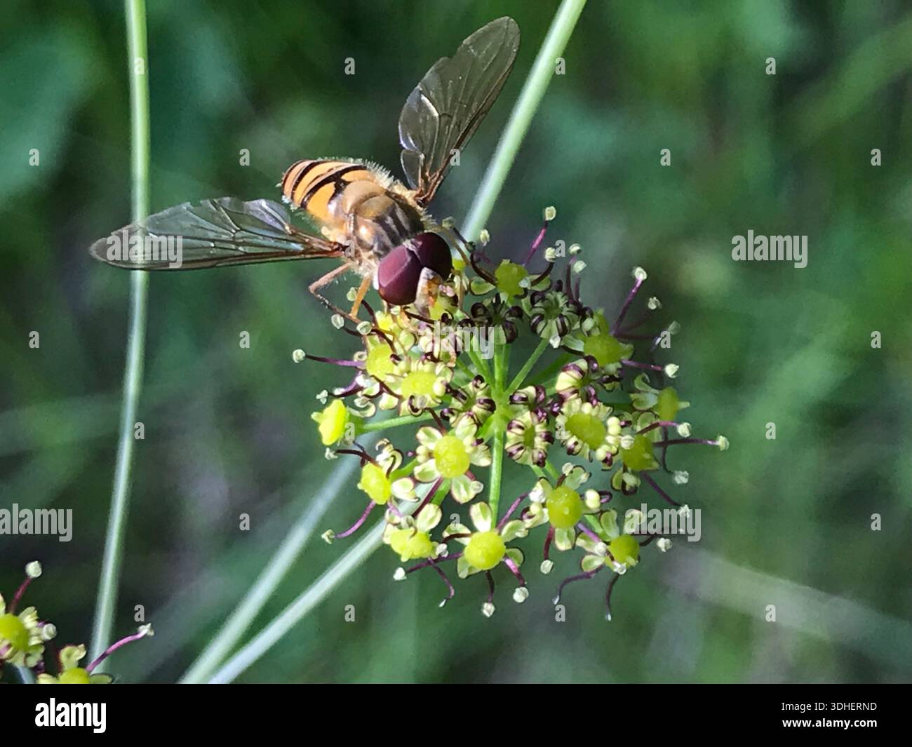 Nahaufnahme einer hoverfly auf einer zarten hellgrünen Blume. Das Insekt hebt sich deutlich von einem kontrastierenden dunkelgrünen, verschwommenen Hintergrund ab. Stockfoto