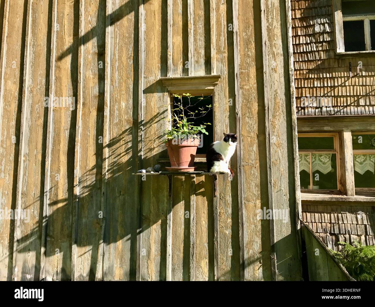 Eine schwarz-weiße Katze sitzt ruhig auf einer hölzernen Fensterbank neben einem Blumentopf, eingerahmt von einer rustikalen Holzwand und traditionellen Fenstern. Stockfoto