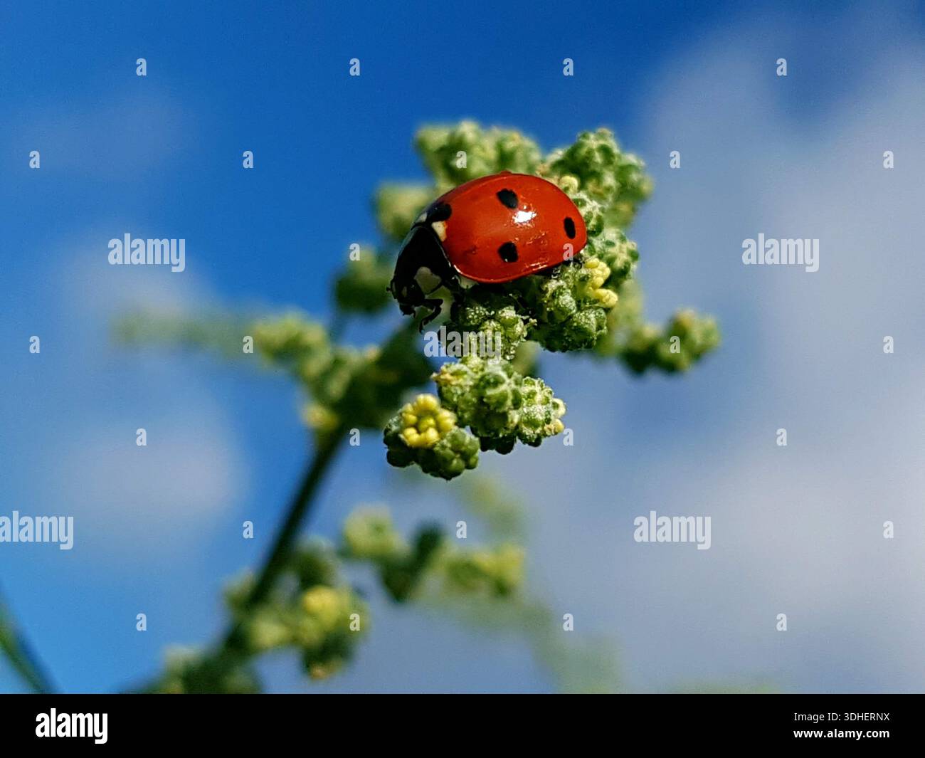 Nahaufnahme eines Marienkäfers, der auf einer grünen Blume in einer natürlichen Umgebung ruht, eingerahmt von einem tiefblauen Himmel mit weichen weißen Wolken Stockfoto
