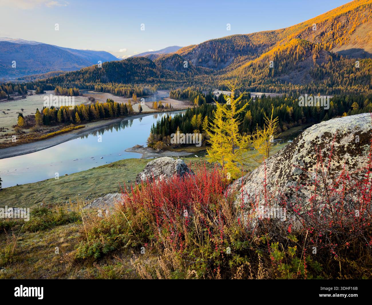 Die herbstliche Landschaft zeigt einen ruhigen Fluss, der sich unter goldenem Licht durch bewaldete Hügel schlängelt. Farbenfrohe Lärchen bilden sich in der Nähe des felsigen Vordergrunds und sorgen für einen lebhaften Kontrast. Eine ruhige, saisonale Szene erinnert an die Schönheit der Natur Stockfoto