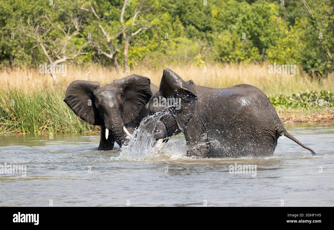 Zwei Elefanten kämpfen in einem Wasserloch im Kruger-Nationalpark, Südafrika Stockfoto