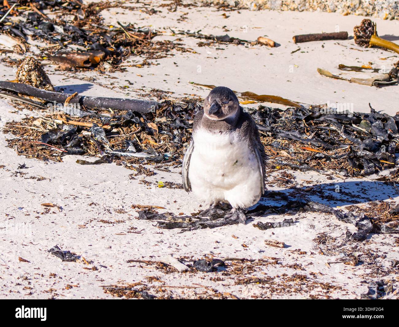 Ein afrikanischer Pinguin, Spheniscus demersus, auch bekannt als Kappinguin oder Südafrikanischer Pinguin, steht an einem Strand. Stockfoto