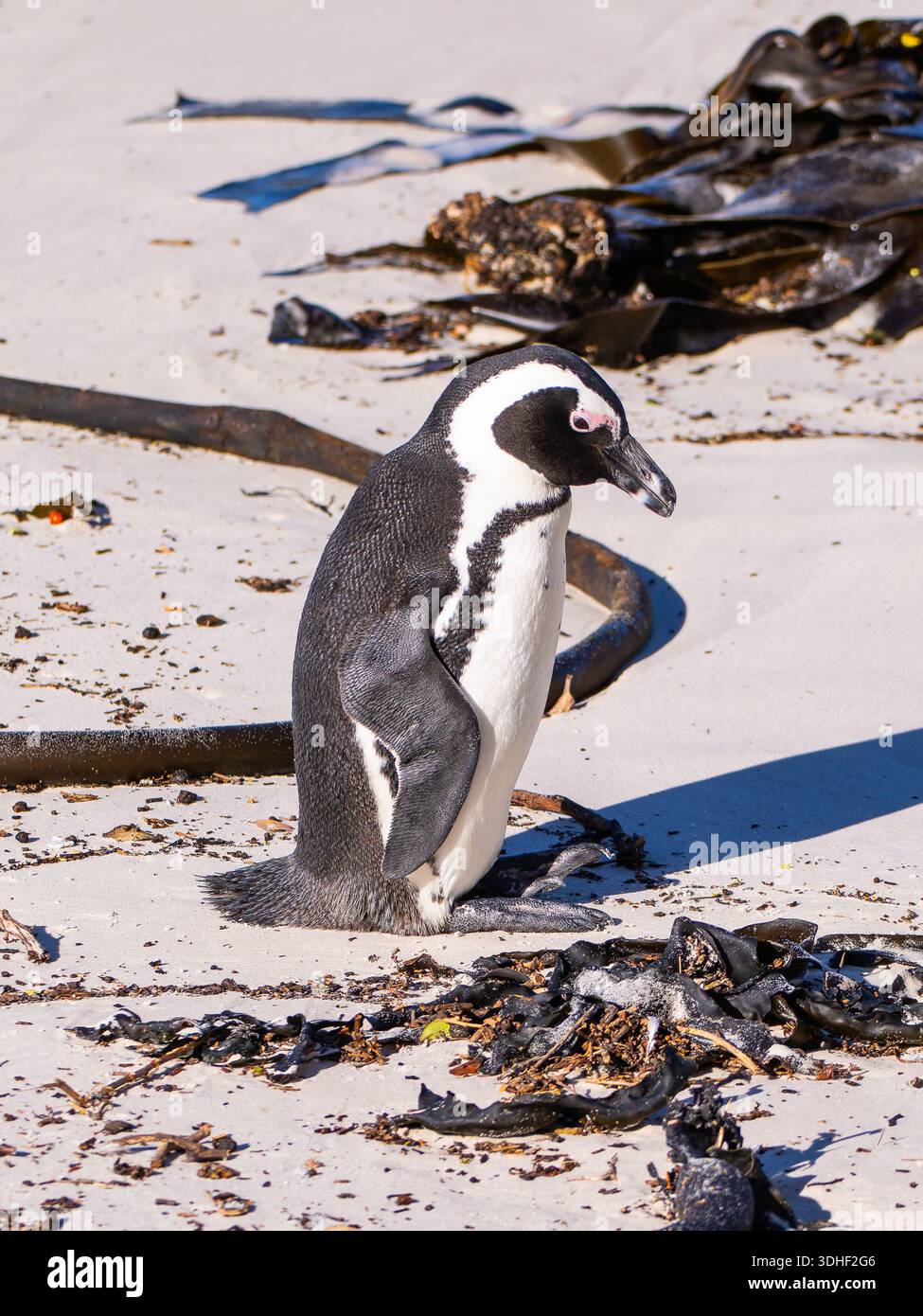 Ein afrikanischer Pinguin, Spheniscus demersus, auch bekannt als Kappinguin oder Südafrikanischer Pinguin, steht an einem Strand. Stockfoto