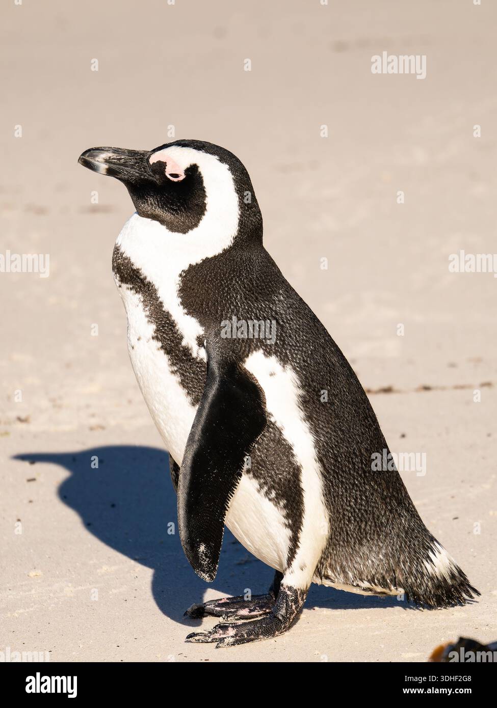 Ein afrikanischer Pinguin, Spheniscus demersus, auch bekannt als Kappinguin oder Südafrikanischer Pinguin, steht an einem Strand. Stockfoto
