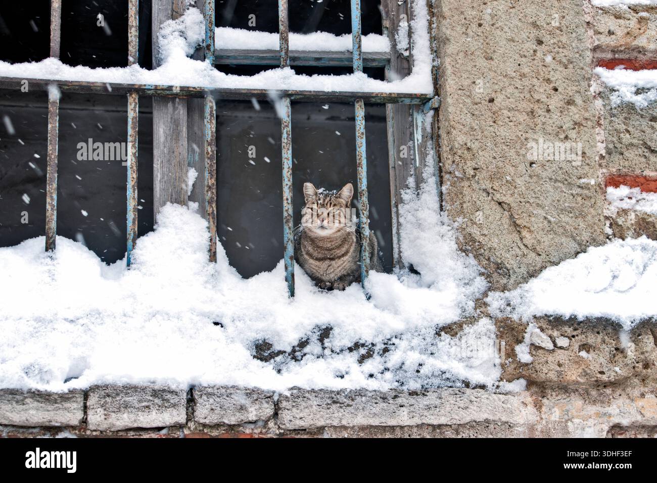 Einsame Katze, die im verschneiten Winter aus einem alten Fenster schaut. Stockfoto