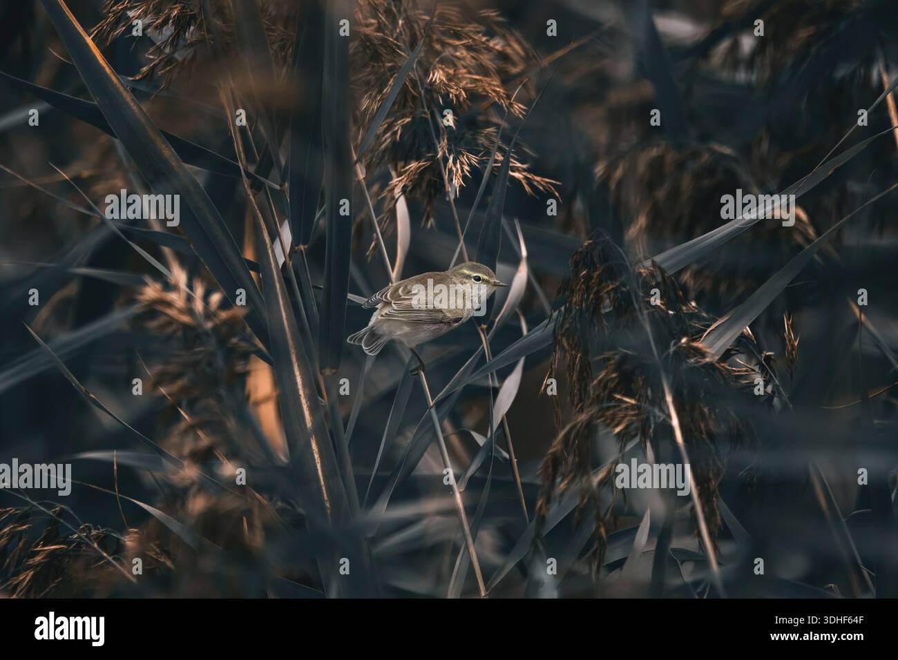 Ein gemeiner Chiffchaff (Phylloscopus Collybita) im Schilf (Phragmites Australis), dunkle atmosphärische Stimmung, horizontal Stockfoto