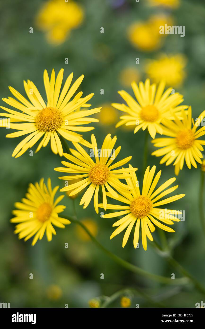 Blumen im Wandergebiet Patscherkofelbahn in den Alpen oberhalb von Innsbruck, in Tirol, Österreich, Mitteleuropa. Stockfoto
