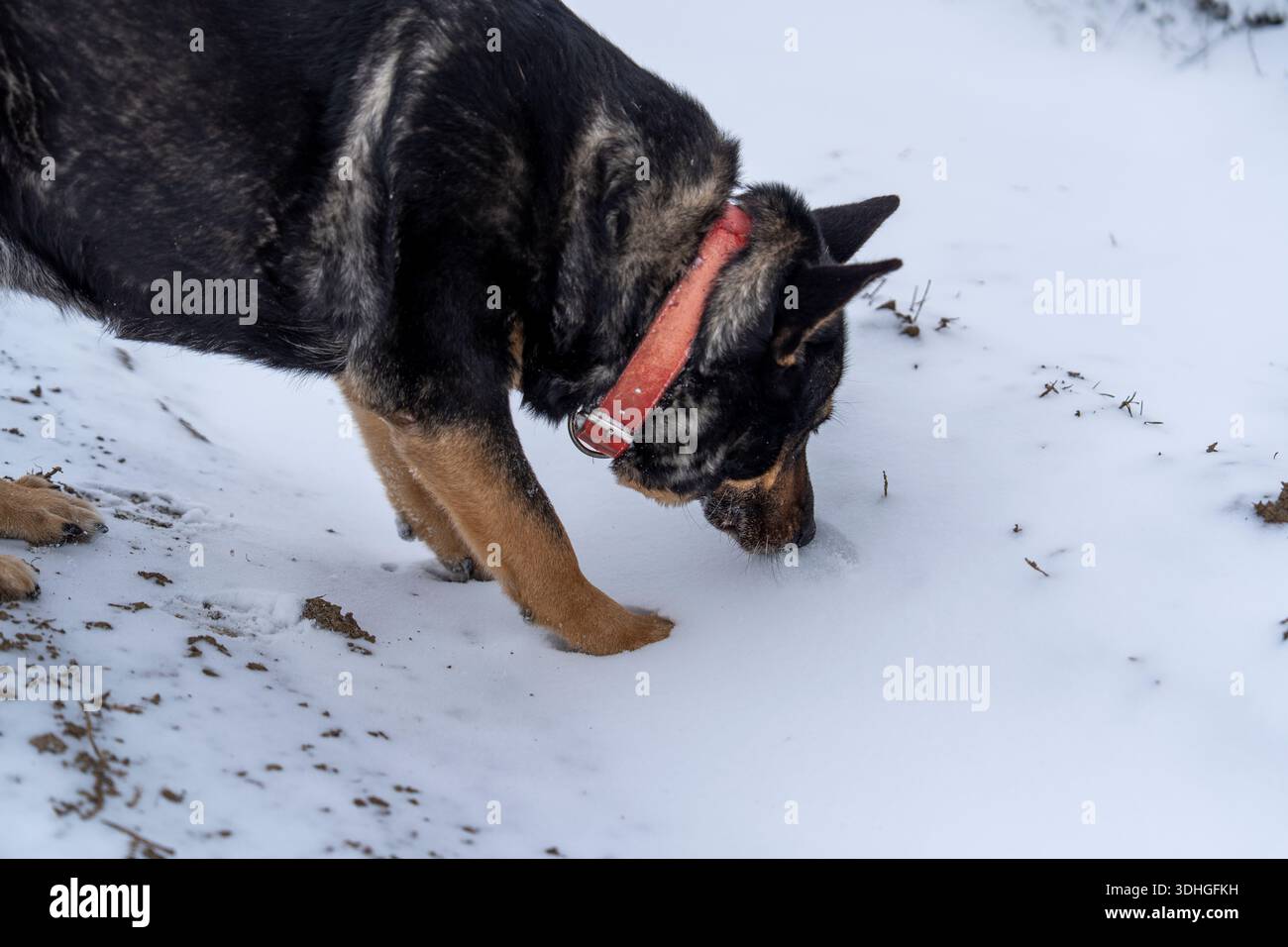Ein Hund mit braunem und schwarzem Fell schnüffelt auf dem schneebedeckten Boden. Die Kulisse zeigt eine Winterszene mit Schnee unter den Pfoten des Hundes. Die Atmosphäre i Stockfoto