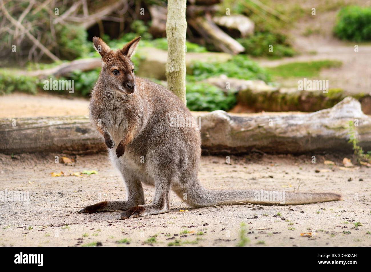 Rothals Wallaby, australische Makropoden Beutelarten Stockfoto