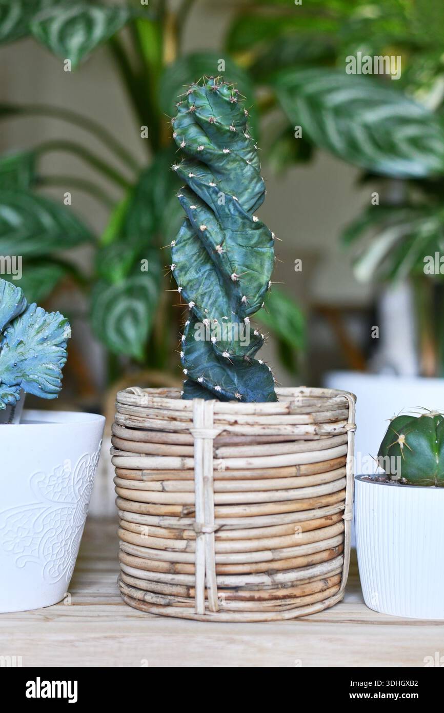 "Cereus Jamacaru spiralis"-Kaktushauspflanze im Korb Blumentopf im Zimmer Stockfoto