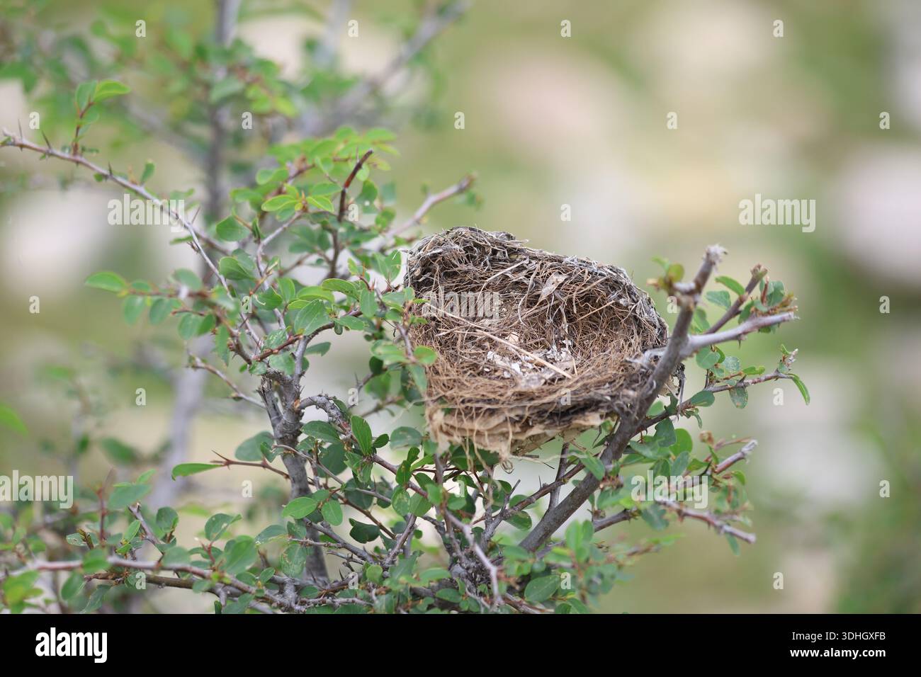 Ein verlassenes Vogelnest auf einem Baum Stockfoto