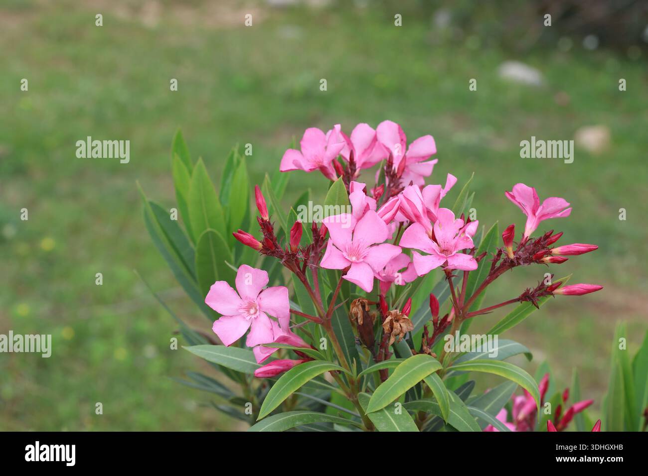 Nahaufnahme von rosa Oleanderblüten Stockfoto