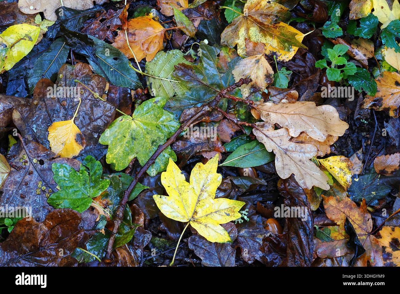 Laubstreu auf dem Boden im Herbst, UK Stockfoto