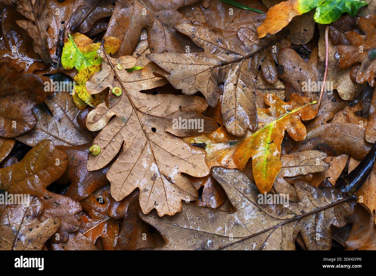 Laubstreu auf dem Boden im Herbst, UK Stockfoto