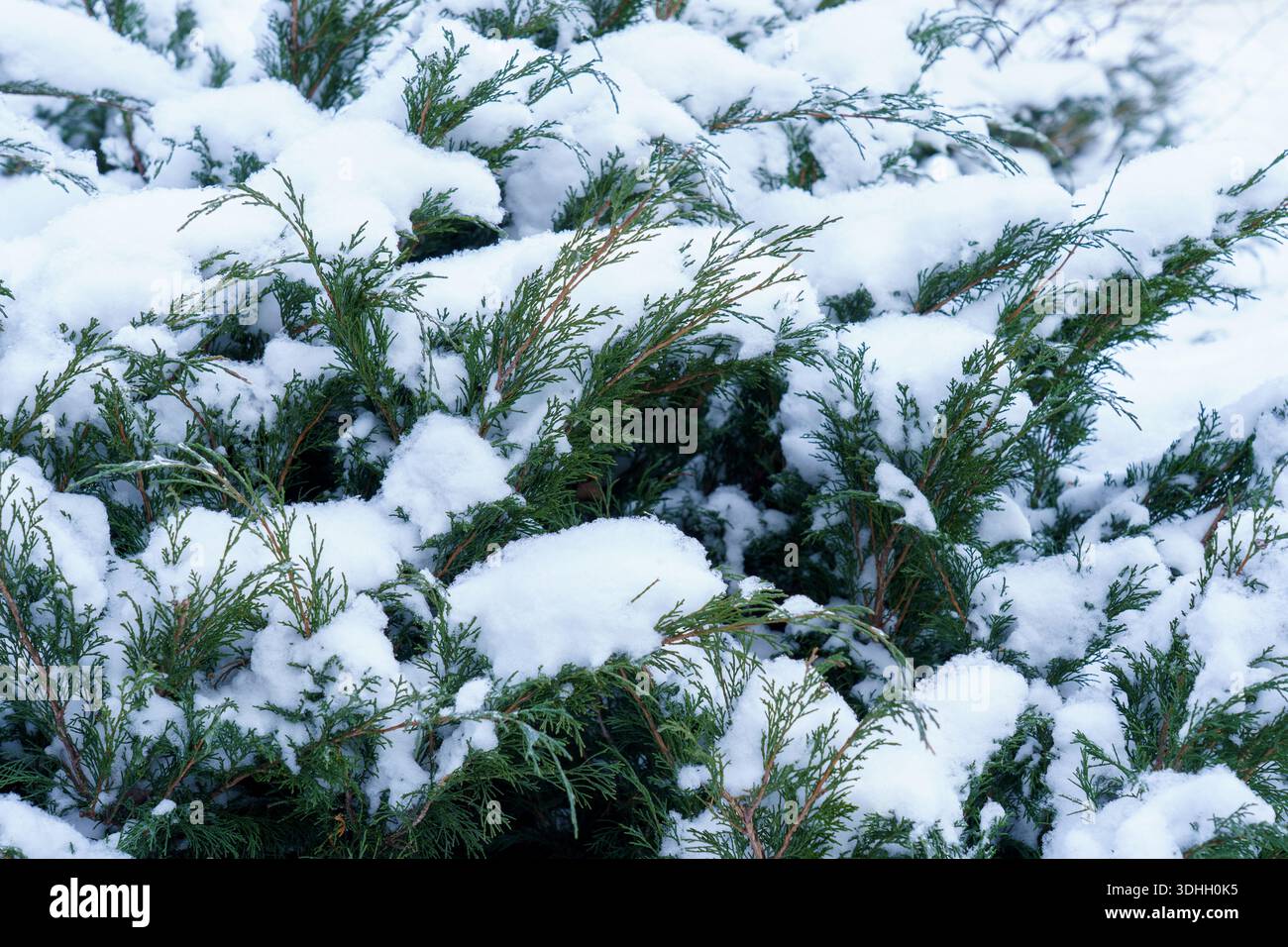 Schnee liegt auf grünen Büschen in einer Winterszene. Die Zweige sind schwer mit weißem Schnee. Dieser Moment fängt die Kälte des Winters ein. Stockfoto