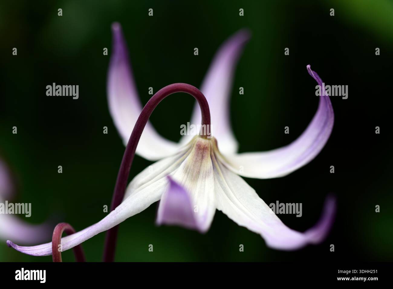Erythronium Miss Jessop, E eine Bowles hybrid, Frühling, Blumen, Blume, Blüte, RM Floral Stockfoto
