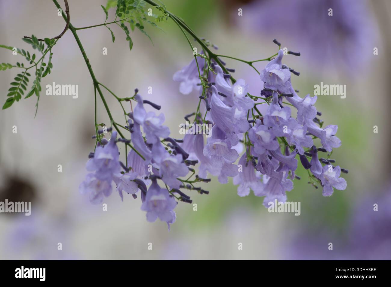 Blumen des Jacaranda-Baumes (Jacaranda mimosifolia) Stockfoto