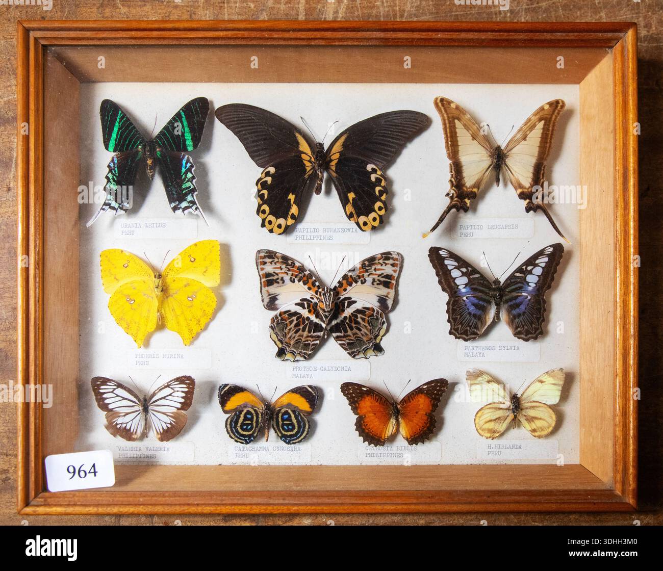 Gerahmte Ausstellung von tropischen Schmetterlingen zum Verkauf bei einer Auktion, gekennzeichnet durch lateinische Namen und Herkunft, Vereinigtes Königreich Stockfoto