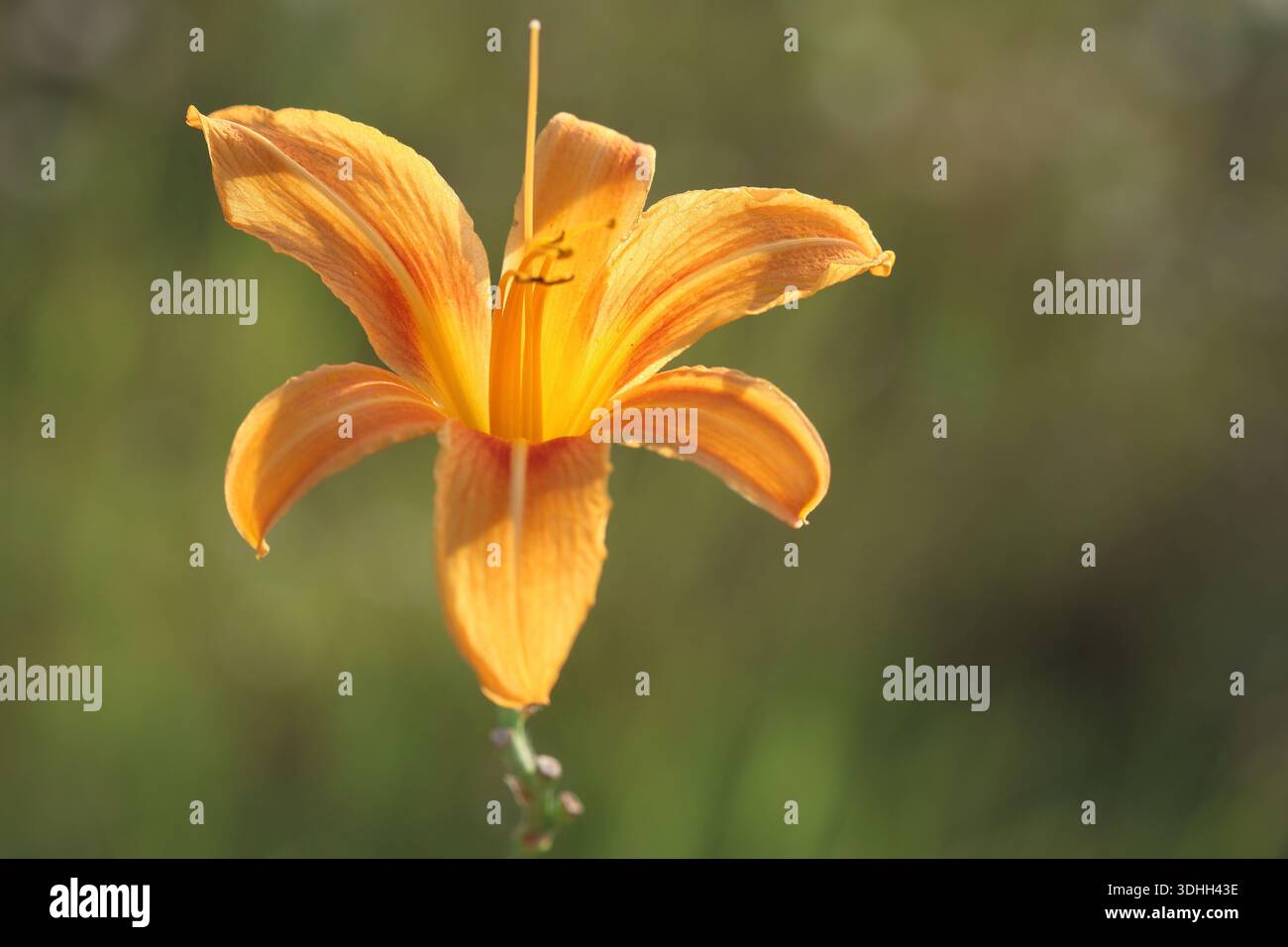 Lange orangene Taglilienblüte im Garten Stockfoto