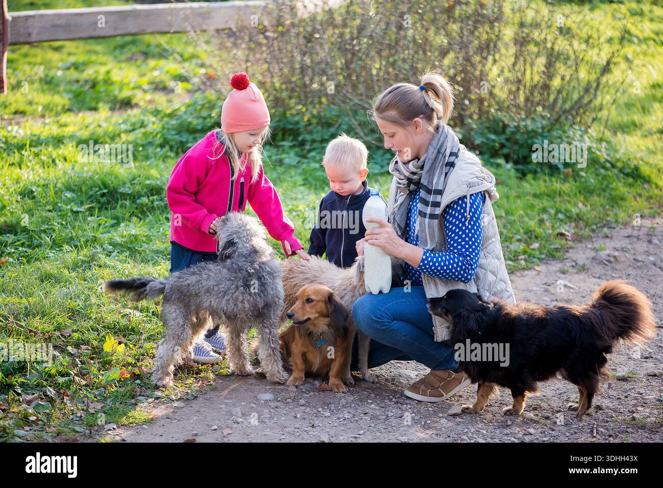 Frau und Kinder interagieren mit mehreren Hunden während eines entspannten Familienomentes im Freien. Die Szene zeigt Vertrauen, Gesellschaft und Alltag mit Haustieren. Stockfoto
