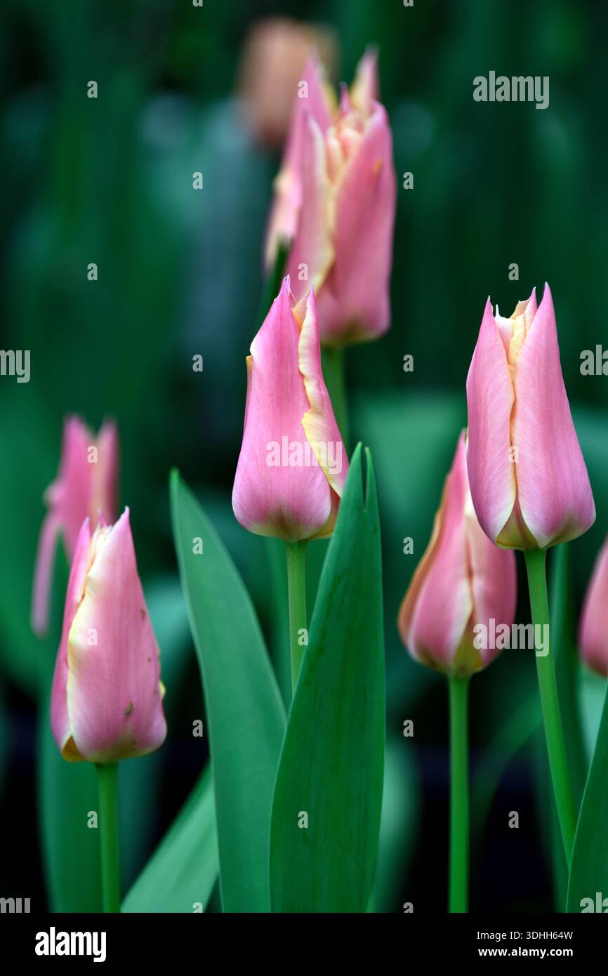 Tulip Rouge Beauty, Tulipa Rouge Beauty, Tulpen, große geriffelte Lilienblüten, rosa Aprikosengelb Blüten, RM Floral Stockfoto