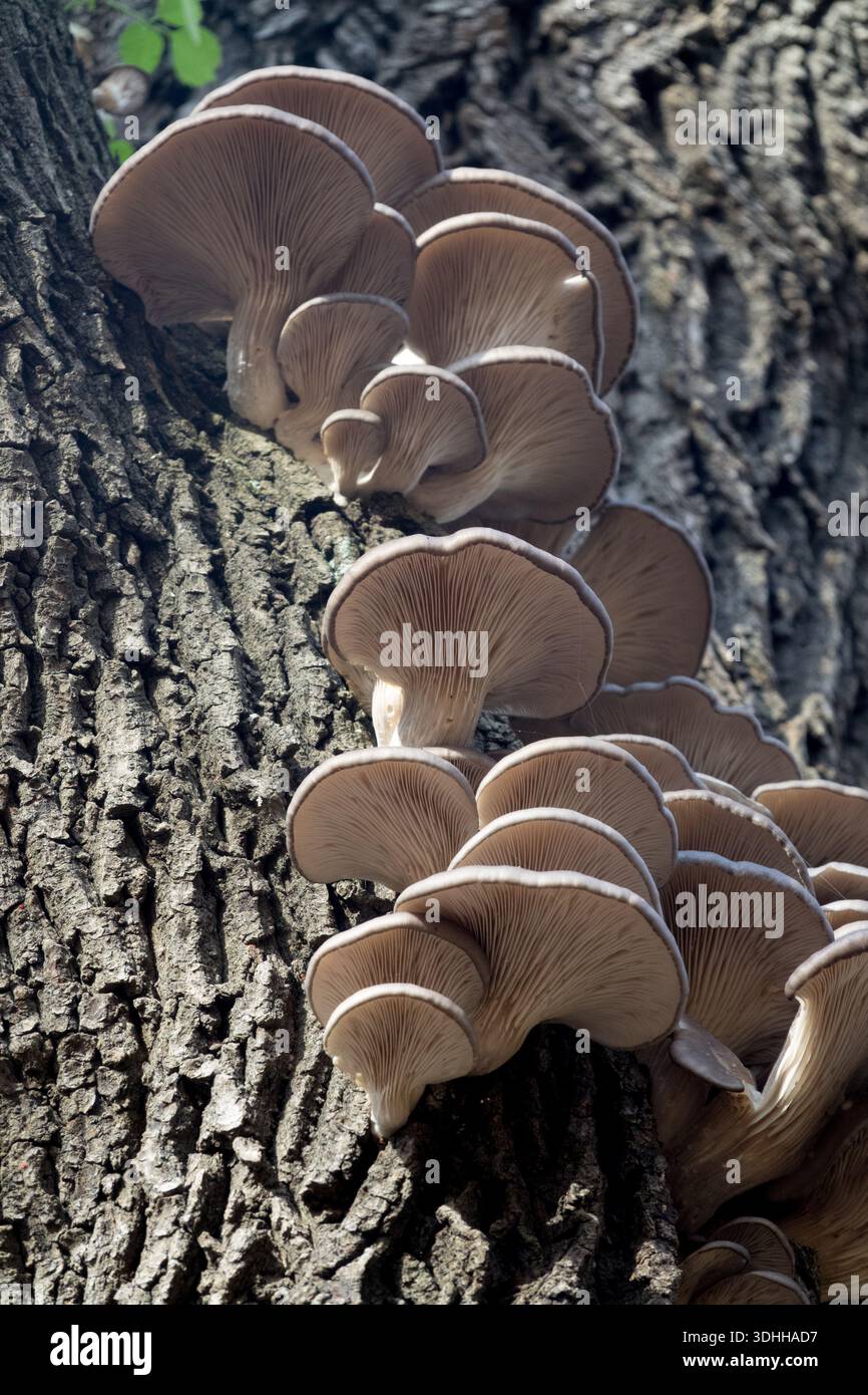 Pleurotus ostreatus wächst auf einem Baum, Grauausternpilz, Hiratake-Pilz Stockfoto