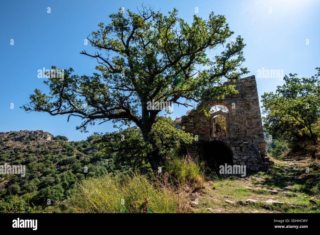 Alte Steinkapelle neben einer großen Eiche in der korsischen Landschaft in der Nähe von Corte, Korsika, Frankreich. Sonnendurchflutete Ruinen und die natürliche Umgebung erinnern an Heri Stockfoto