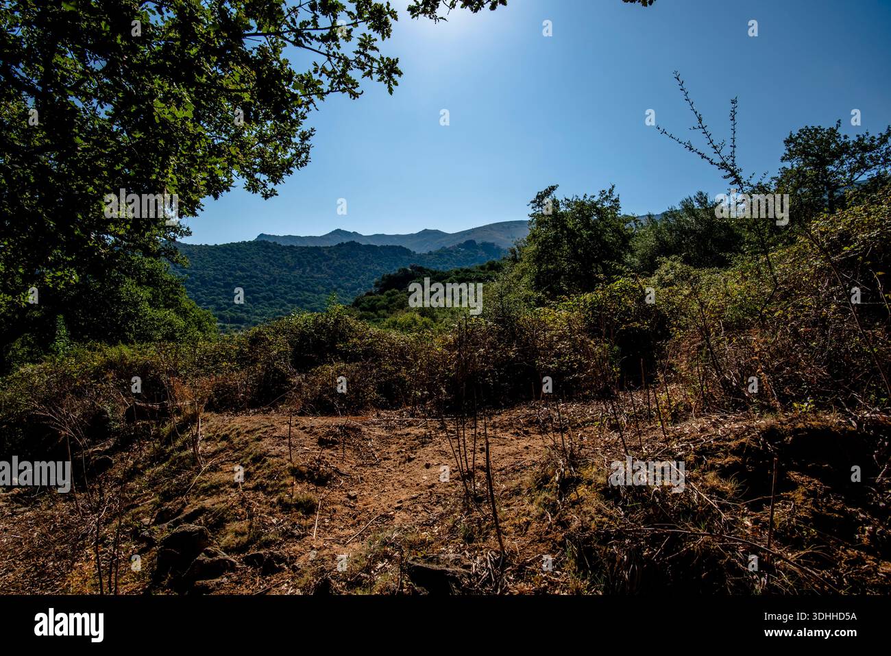 Berglichtung umgeben von mediterranem Wald mit fernen Gipfeln unter klarem Himmel, Korsika, Corse, Frankreich. Eine ruhige Naturlandschaft, ideal für Stockfoto