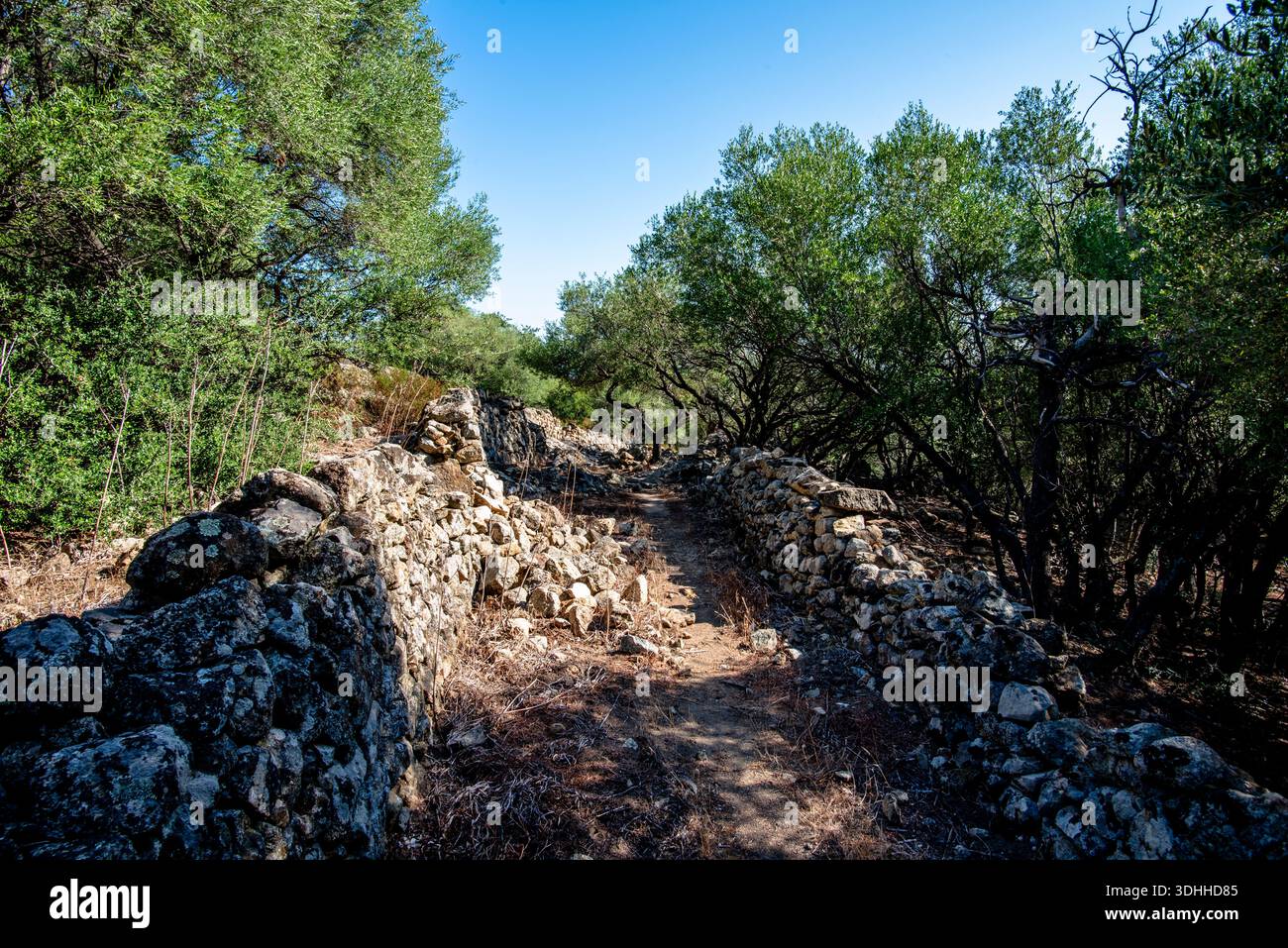 Schmaler Waldweg umgeben von alten Trockenmauern in der korsischen Landschaft, Korsika, Frankreich. Eine zeitlose ländliche Szene, die an Erbe erinnert, langsam Stockfoto