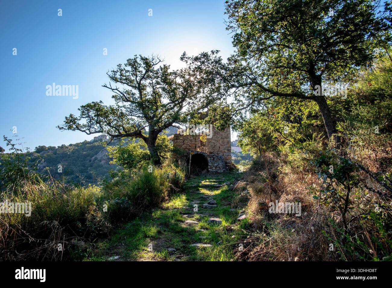 Sonnendurchfluteter Fußweg, der zu einer alten Steinkapelle unter Eichenbäumen in den Hügeln in der Nähe von Corte, Korsika, Frankreich führt. Starkes Sonnenlicht und natürliche Texturen Stockfoto