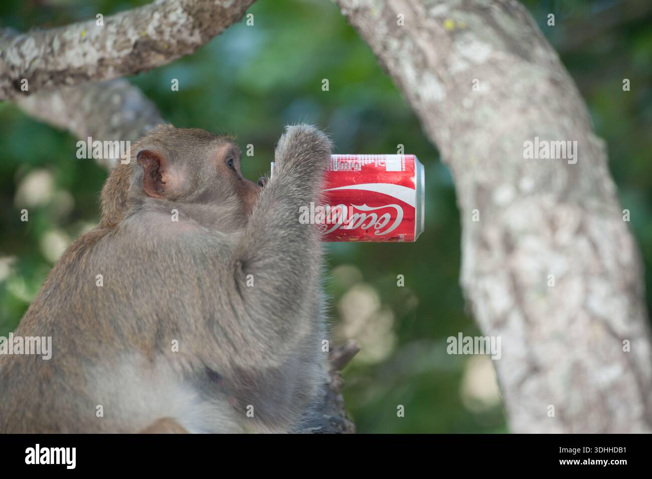 Cat Ba Vietnam auf Monkey Island vor Cat Ba Island vor der Küste Nordvietnams Touristen werden gewarnt, die dort lebenden Makaken nicht zu füttern. Viele Stockfoto