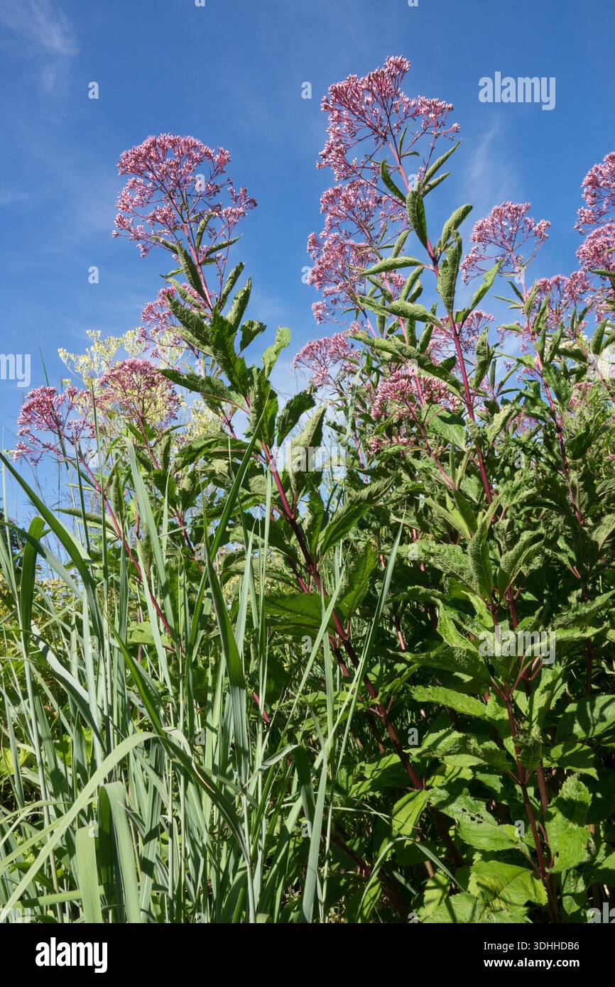 Sweet Joe Pye Unkraut Eutrochium purpureum, Garten hohe, aufrecht stehende Stiele Stockfoto