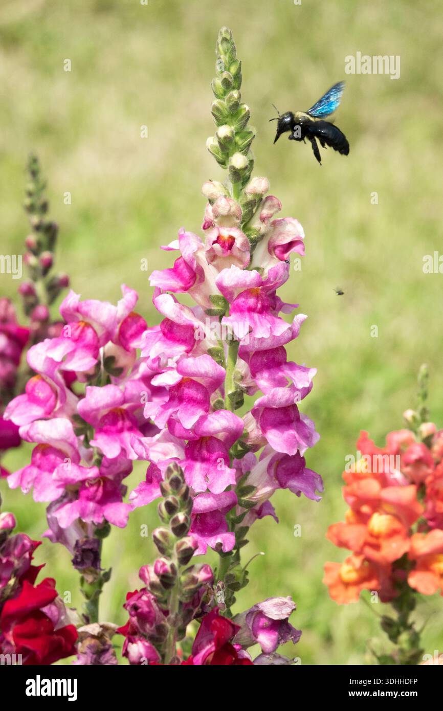 Tischlerbiene Fliegende Snapdrache, Antirhinum Stockfoto