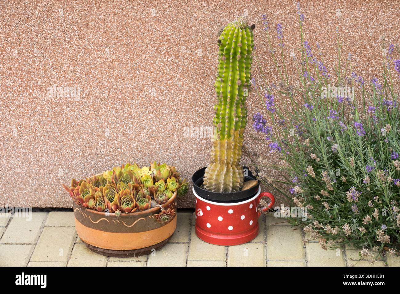 fensterblatt kletterhilfe Fensterblatt (Monstera) XXL-Größe kaufen main image 0