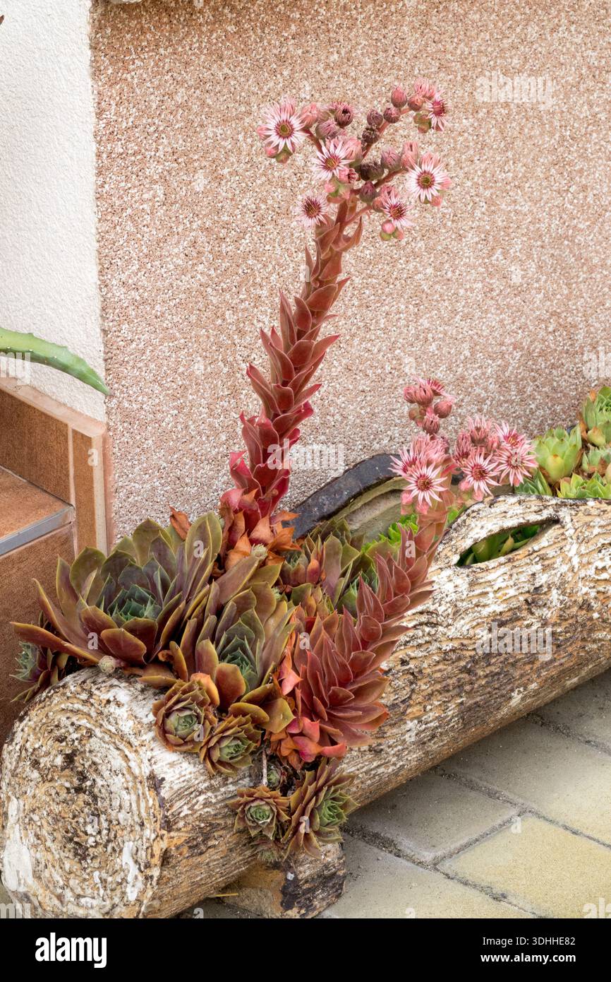 Vielzahl von Sukkulenten in Blumenkasten Stockfotografie - Alamy