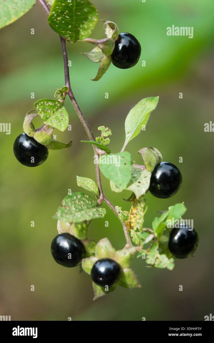 Beeren, Atropa Belladonna, giftige Früchte Stockfoto
