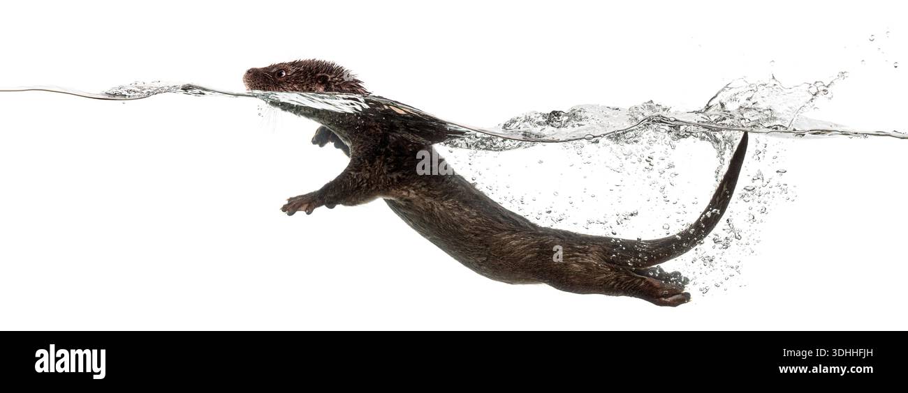 Fluss Europäischer Otter, Lutra lutra, Schwimmen und Tauchen in klarem Wasser vor weißem Hintergrund Stockfoto