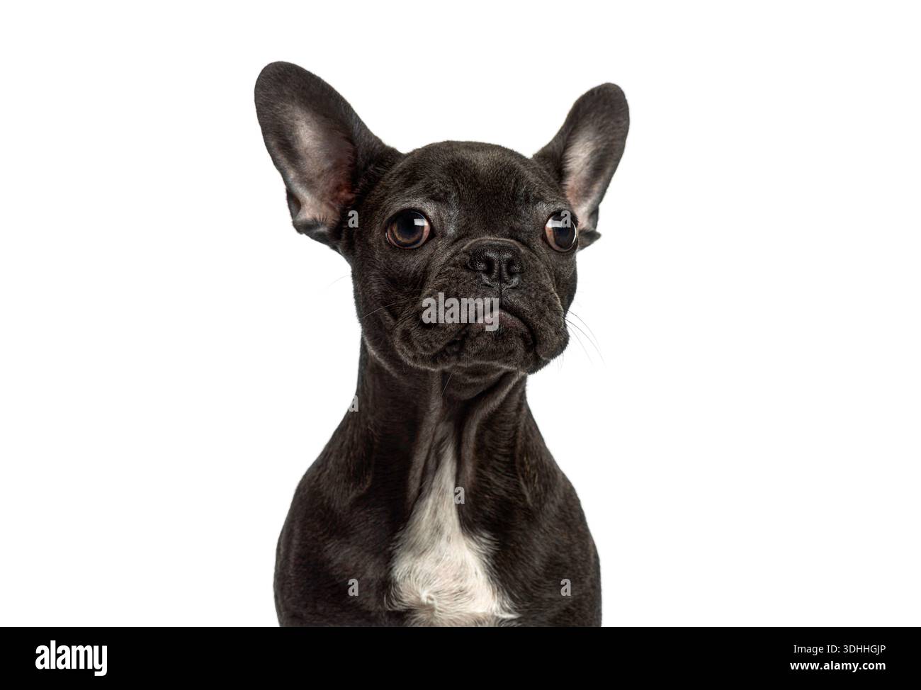 Französischer Bulldog-Welpe posiert mit neugierigem Ausdruck, isoliert auf weißem Hintergrund Stockfoto