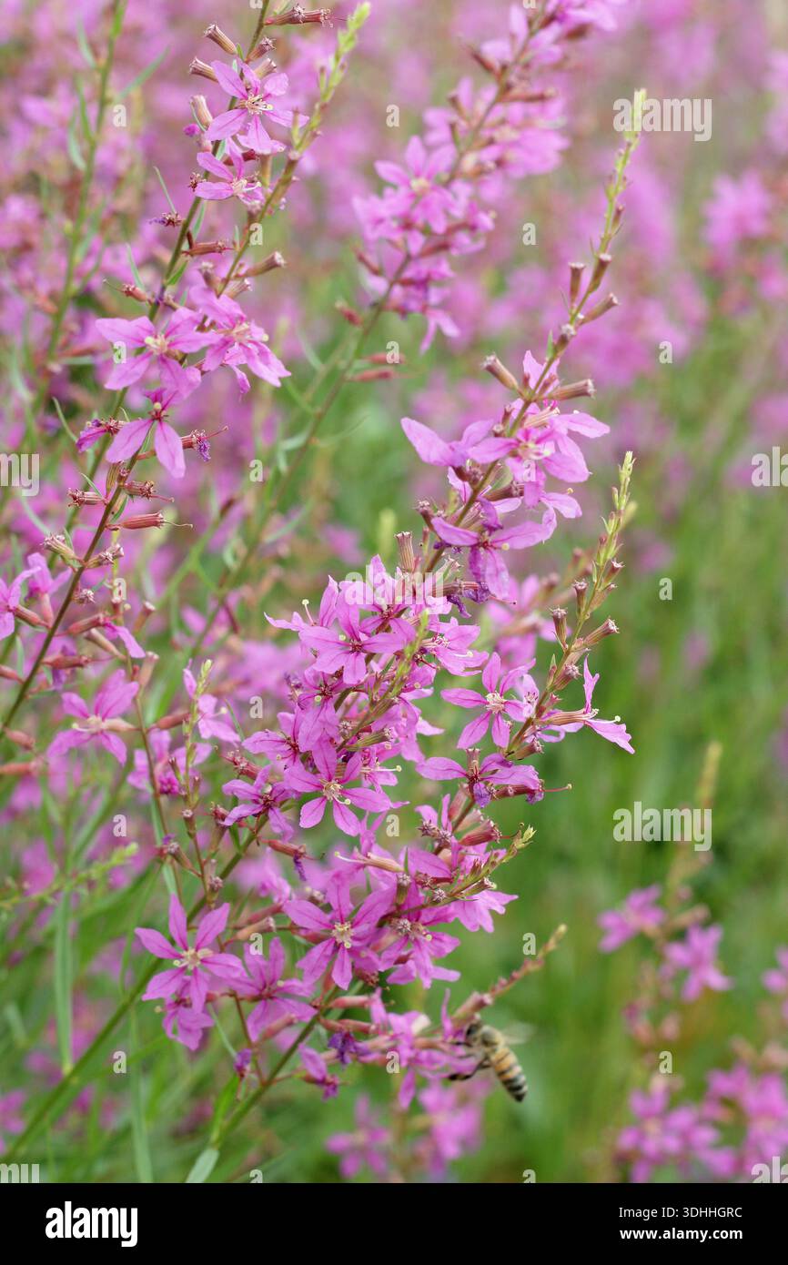 Lythrum salicaria 'Swirl', Purple loosestrife. Rosafarbene Blütenspitzen von Lythrum salicaria „wirbeln“ Blüten in einem Hochsommer-Gartenrand. Stockfoto