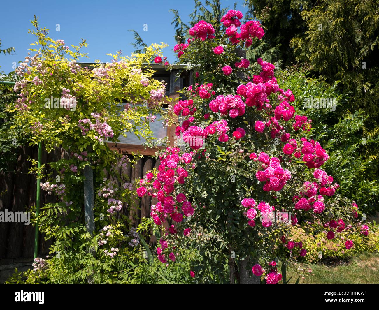 Ein großer, blühender rosafarbener Kletterrosenstrauch (Rosa) neben einem Spalier mit hellrosa Blüten in einem sonnigen Garten im Freien während der Sommersaison Stockfoto