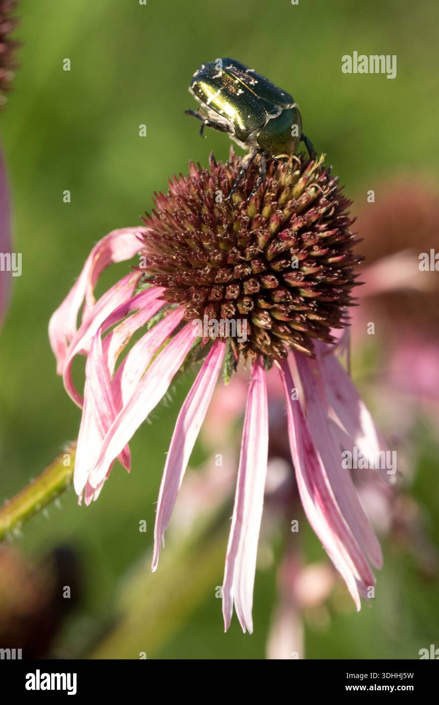 Ein metallisch-grüner Rosenscheuerkäfer (Cetonia aurata) sitzt im dunklen Zentrum eines blühenden blassvioletten Coneflower (Echinacea pallida) in einem Garten. Stockfoto